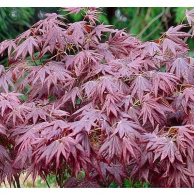 Javor japonský, Acer palmatum Atropurpureum, velikost kontejneru 3 l