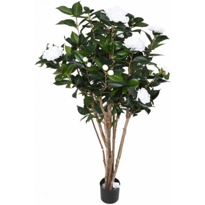 CAMELIA JAPONICA DOUBLE NEW KEŘ bílá, 130cm