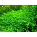 Rotala rotundifolia green