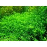 Rotala rotundifolia green – Zboží Dáma