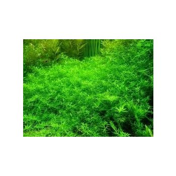 Rotala rotundifolia green