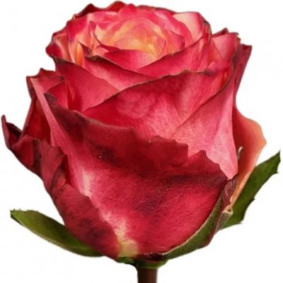 Růže MAI TAI 70 cm (XL) – Hledejceny.cz