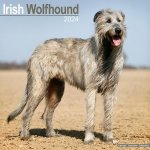 Irish Wolfhound Square Dog Breed Wall 16 Month 2024 – Hledejceny.cz