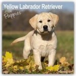 Yellow Labrador Puppies Square Dog Puppy Breed Wall 16 Month 2024 – Hledejceny.cz
