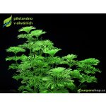 Limnophila sessiliflora - Bahnatka bezstopečná – Zboží Mobilmania