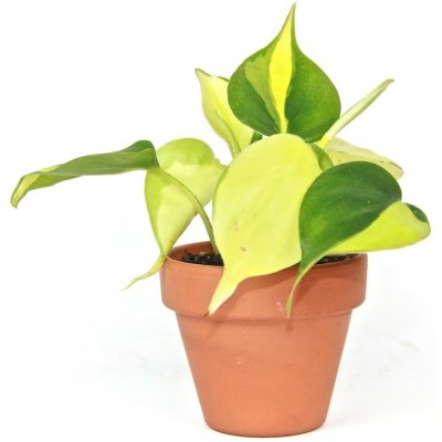 Gardners Philodendron scandens Brasil, průměr 6 cm Filodendron – Zboží Mobilmania