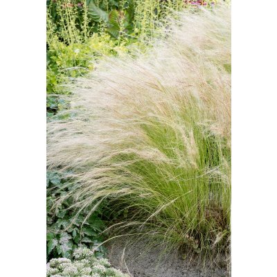 Kavyl péřovitý 'Pony Tails' v květináči – Zboží Dáma