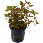 Ludwigia Super Red – Hledejceny.cz