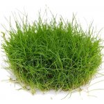 Eleocharis pusilla – Hledejceny.cz