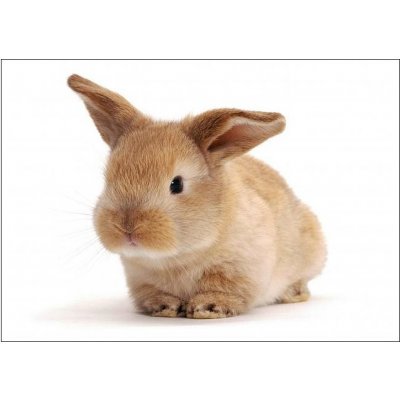 Pohlednice 3D - Králík – Zboží Mobilmania