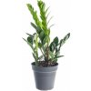 Květina Kulkas zamiolistý, Zamioculcas zamiifolia, průměr květináče 12 - 13 cm