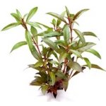 Ludwigia glandulosa - Zakucelka žláznatá – Hledejceny.cz