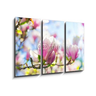 Obraz 3D třídílný - 105 x 70 cm - Beautiful blossoming magnolia tree in the spring time Krásný kvetoucí magnolia v jarním období – Zbozi.Blesk.cz