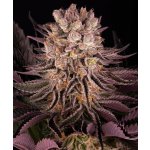 Barney's Farm Mimosa x Orange Punch Feminizováno semena neobsahují THC 1 ks – Sleviste.cz