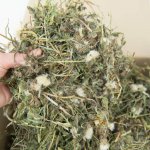 Zelený Ušák Seno z pampelišky a vojtěšky 0,5 kg – Hledejceny.cz