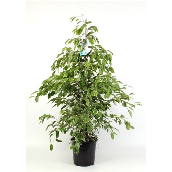 Gardners Ficus Benj Golden King Výška 135 Cm Průměr 27 Cm Fíkus