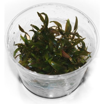 Cryptocoryne petchii - Kryptokoryna Petchova – Zboží Dáma