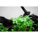 Lobelia cardinalis Mini – Hledejceny.cz