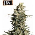 Seedstockers Big Bud semena neobsahují THC 3 ks – Zboží Mobilmania