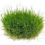 Eleocharis pusilla – Zboží Dáma