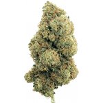 Medusa Hempire CBD Květy Nebula Haze 0,2% THC 1g – Zbozi.Blesk.cz