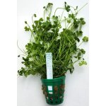 Hydrocotyle tripartita Japan – HobbyKompas.cz