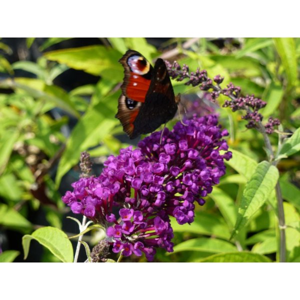 Květina Motýlí keř, komule Davidova 'Black Knight' - Buddleia davidii Black Knight