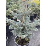 Abies lasiocarpa 'Compacta' Prodejní velikost: 030/040, Velikost hrnku: 5 l – Zboží Dáma