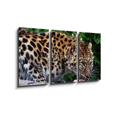 Obraz 3D třídílný - 90 x 50 cm - Amur Leopard eating meat Amur Leopard jíst maso
