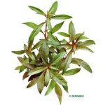 Ludwigia glandulosa - Zakucelka žláznatá – Hledejceny.cz