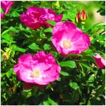 Růže svraskalá - Rosa rugosa - prodej semen - 5 ks