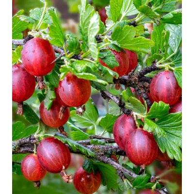 Angrešt červený - Ribes uva-crispa - prostokořenné sazenice angreštu - 1 ks – Zboží Mobilmania