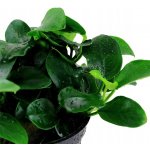 Anubias barteri var. nana Petite – Zboží Dáma