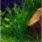 Vallisneria americana var. natans – Zboží Dáma