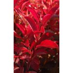Photinia fraseri 'Dynamo Red'® Prodejní velikost: 030/050, Velikost hrnku: 2 l – Hledejceny.cz