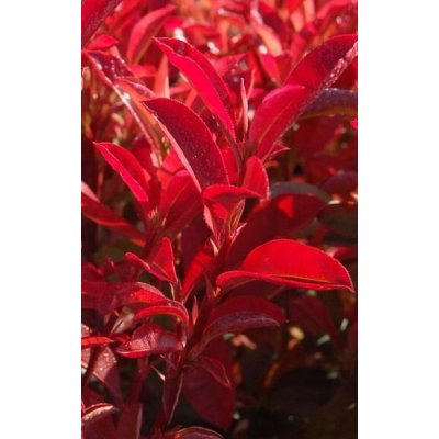Photinia fraseri 'Dynamo Red'® Prodejní velikost: 030/050, Velikost hrnku: 2 l – Hledejceny.cz