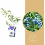 Kanadská borůvka, Vaccinium corymbosum Brigitta Blue, velikost kontejneru 5 l – Zbozi.Blesk.cz