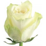 Bílá růže ATHENA 50cm (M) – Zboží Dáma