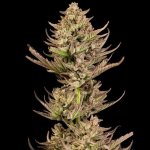 Seedsman Purple Punch F1 Fast semena neobsahují THC 5 ks – Sleviste.cz