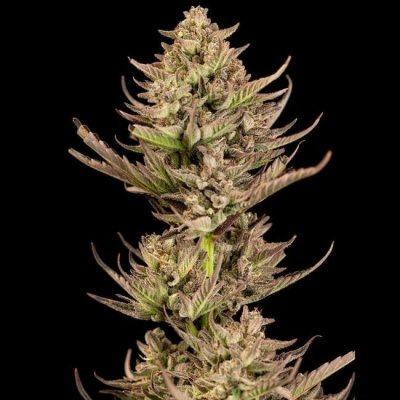 Seedsman Purple Punch F1 Fast semena neobsahují THC 5 ks – Sleviste.cz