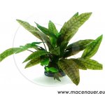 Cryptocoryne x purpurea – Hledejceny.cz