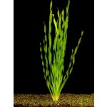 Vallisneria asiatica - Zákruticha asijská – Zboží Dáma