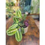 Marantha Leuconeura Fascinator – Zboží Mobilmania