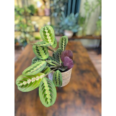 Marantha Leuconeura Fascinator – Zboží Mobilmania