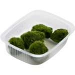 Aegagropila linnaei – Sleviste.cz