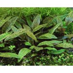 Cryptocoryne purpurea – Zboží Dáma