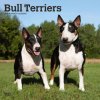 Kalendář Bull Terriers Square 2024