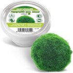 Cladophora Aegagropila spec. Linnaei – Zboží Dáma