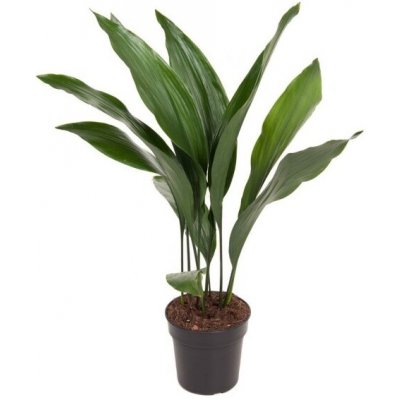 Kořenokvětka květináč 17cm – Zbozi.Blesk.cz