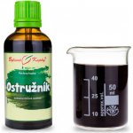 Bylinné kapky Ostružník tinktura 50 ml – Hledejceny.cz